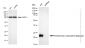 KD-Validated Anti-Parkinsonism associated deglycase Rabbit Monoclonal Antibody