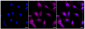 KD-Validated Anti-MAP1LC3A Rabbit Monoclonal Antibody