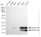 KD-Validated Anti-MAP1LC3A Rabbit Monoclonal Antibody