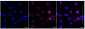 KD-Validated Anti-Histone H1.0 Rabbit Monoclonal Antibody