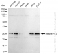 KD-Validated Anti-Histone H1.0 Rabbit Monoclonal Antibody