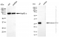 KD-Validated Anti-Histone H1.0 Rabbit Monoclonal Antibody