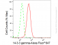 KD-Validated Anti-14-3-3 gamma Rabbit Monoclonal Antibody