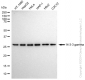 KD-Validated Anti-14-3-3 gamma Rabbit Monoclonal Antibody