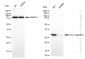KD-Validated Anti-14-3-3 gamma Rabbit Monoclonal Antibody