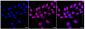 KD-Validated Anti-Hsp22 Rabbit Monoclonal Antibody