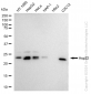 KD-Validated Anti-Hsp22 Rabbit Monoclonal Antibody
