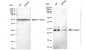 KD-Validated Anti-Hsp22 Rabbit Monoclonal Antibody