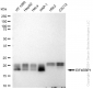 KD-Validated Anti-EIF4EBP1 Rabbit Monoclonal Antibody