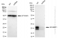 KD-Validated Anti-EIF4EBP1 Rabbit Monoclonal Antibody