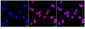 KD-Validated Anti-CRTC3 Rabbit Monoclonal Antibody
