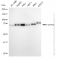 KD-Validated Anti-CRTC3 Rabbit Monoclonal Antibody
