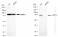 KD-Validated Anti-CRTC3 Rabbit Monoclonal Antibody