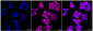 KD-Validated Anti-Diaphanous related formin 1 Rabbit Monoclonal Antibody