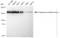 KD-Validated Anti-Diaphanous related formin 1 Rabbit Monoclonal Antibody