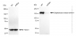 KD-Validated Anti-Diaphanous related formin 1 Rabbit Monoclonal Antibody