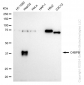 KD-Validated Anti-C4BPB Rabbit Monoclonal Antibody