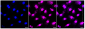 KD-Validated Anti-MCM6 Rabbit Monoclonal Antibody