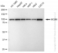 KD-Validated Anti-MCM6 Rabbit Monoclonal Antibody
