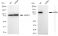 KD-Validated Anti-MCM6 Rabbit Monoclonal Antibody