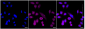 KD-Validated Anti-Nucleoporin 155 Rabbit Monoclonal Antibody