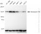 KD-Validated Anti-Nucleoporin 155 Rabbit Monoclonal Antibody