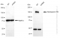 KD-Validated Anti-Nucleoporin 155 Rabbit Monoclonal Antibody