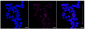 KD-Validated Anti-IQGAP2 Rabbit Monoclonal Antibody