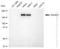 KD-Validated Anti-IQGAP2 Rabbit Monoclonal Antibody