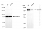 KD-Validated Anti-IQGAP2 Rabbit Monoclonal Antibody