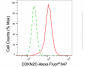 KD-Validated Anti-CDKN2C Rabbit Monoclonal Antibody