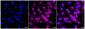 KD-Validated Anti-CDKN2C Rabbit Monoclonal Antibody