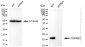 KD-Validated Anti-CDKN2C Rabbit Monoclonal Antibody