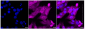 KD-Validated Anti-Bcl10 Rabbit Monoclonal Antibody