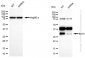 KD-Validated Anti-Bcl10 Rabbit Monoclonal Antibody