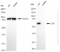 KD-Validated Anti-LGI1 Rabbit Monoclonal Antibody