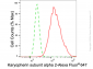 KD-Validated Anti-Karyopherin subunit alpha 2 Rabbit Monoclonal Antibody