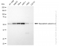 KD-Validated Anti-Karyopherin subunit alpha 2 Rabbit Monoclonal Antibody