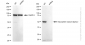 KD-Validated Anti-Karyopherin subunit alpha 2 Rabbit Monoclonal Antibody