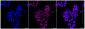 KD-Validated Anti-Glycophorin C Rabbit Monoclonal Antibody