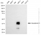 KD-Validated Anti-Glycophorin C Rabbit Monoclonal Antibody