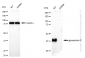 KD-Validated Anti-Glycophorin C Rabbit Monoclonal Antibody
