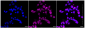 KD-Validated Anti-Leucine aminopeptidase 3 Rabbit Monoclonal Antibody