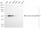 KD-Validated Anti-Leucine aminopeptidase 3 Rabbit Monoclonal Antibody