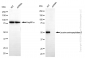 KD-Validated Anti-Leucine aminopeptidase 3 Rabbit Monoclonal Antibody