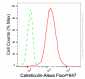 KD-Validated Anti-Calreticulin Rabbit Monoclonal Antibody