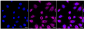 KD-Validated Anti-Calreticulin Rabbit Monoclonal Antibody