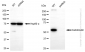 KD-Validated Anti-Calreticulin Rabbit Monoclonal Antibody