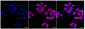 KD-Validated Anti-ROCK2 Rabbit Monoclonal Antibody