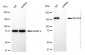 KD-Validated Anti-ROCK2 Rabbit Monoclonal Antibody